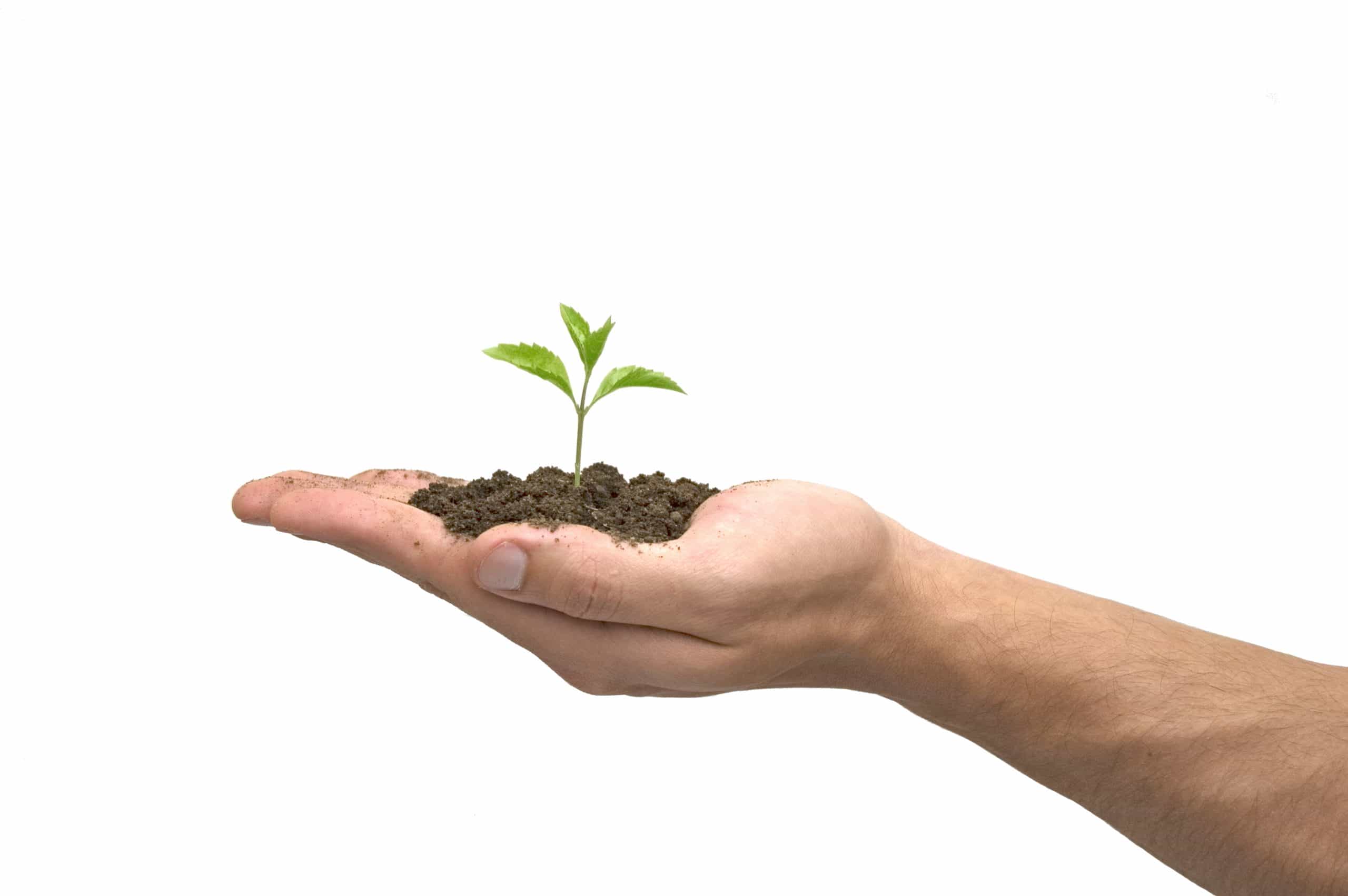 plantje-hand-scaled